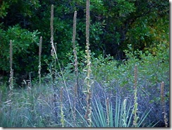 desert_flora