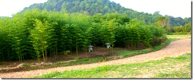 Bamboo-creek-bed