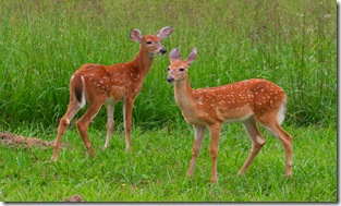 fawns