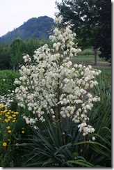 Yucca