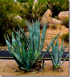 aloe